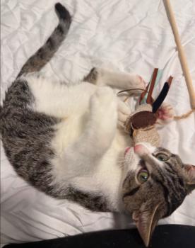 Dover Bild von Dover