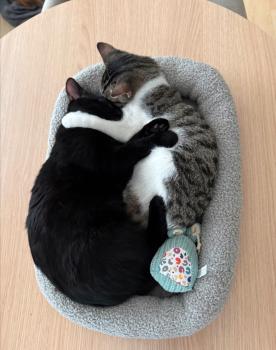 Dover Bild von Dover