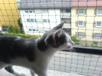 Thais Bild von Thais