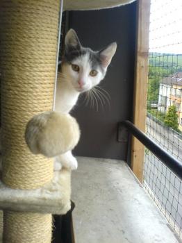 Thais Bild von Thais