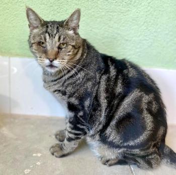 Damian Bild von Damian