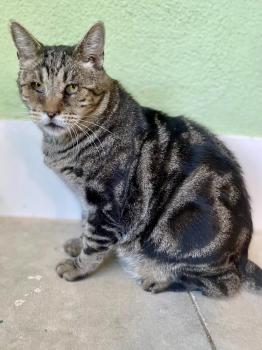 Damian Bild von Damian