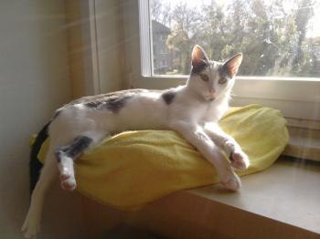 Thais Bild von Thais