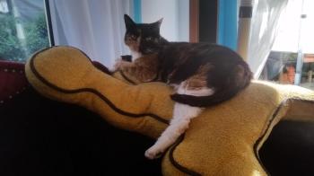 Honey Bild von Honey