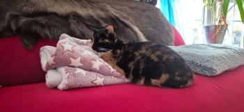 Honey Bild von Honey