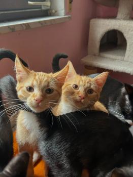 Oswald Bild von Oswald