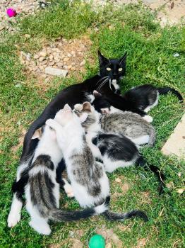 Felisa Bild von Felisa