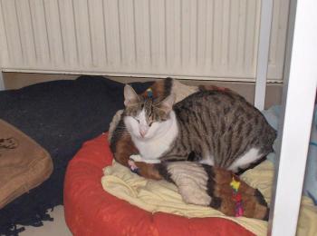 Tigris Bild von Tigris