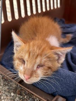 Nugget Bild von Nugget