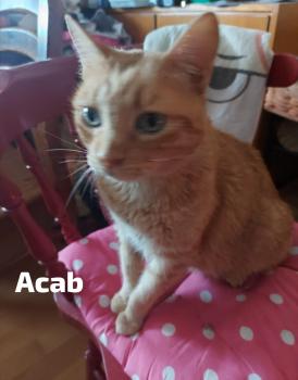 Acab Bild von Acab