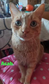 Acab Bild von Acab