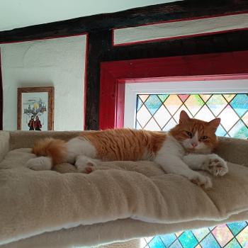 Mushu Bild von Mushu