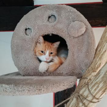 Mushu Bild von Mushu