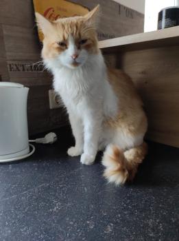 Mushu Bild von Mushu