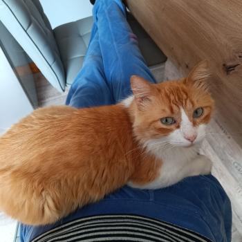 Mushu Bild von Mushu