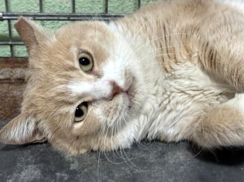 Bosque Bild von Bosque