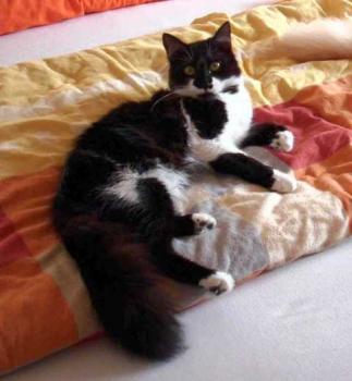 Kalli Bild von Calixto