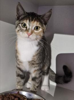 Curry Bild von Curry