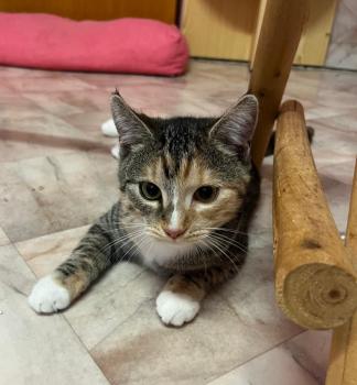 Curry Bild von Curry