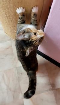 Curry Bild von Curry