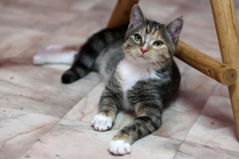 Curry Bild von Curry