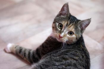 Curry Bild von Curry