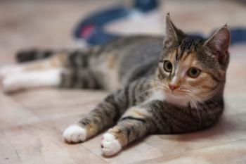 Curry Bild von Curry