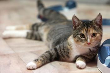 Curry Bild von Curry