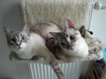 Erni und Bert Bild von Bert