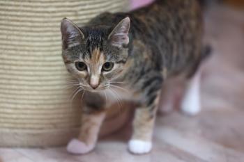 Jalapeno Bild von Jalapeno