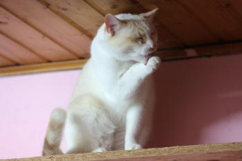 Snowi Bild von Snowi