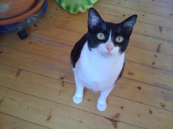 Nicoletta Bild von Nicoletta