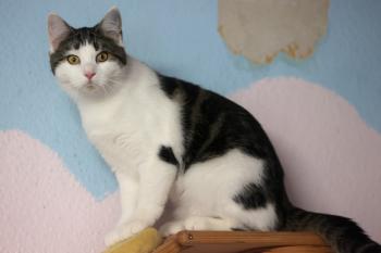 Streusel Bild von Streusel