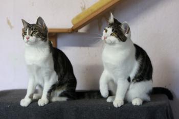 Streusel Bild von Streusel