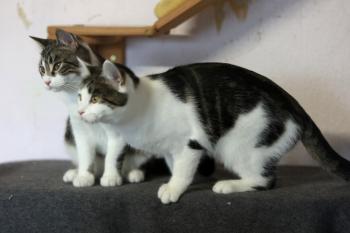 Streusel Bild von Streusel