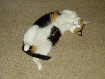 Milindi Bild von Milindi