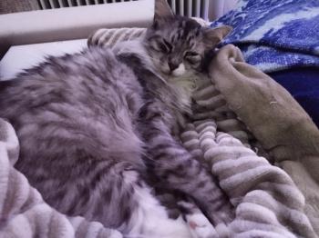 Madison Bild von Madison