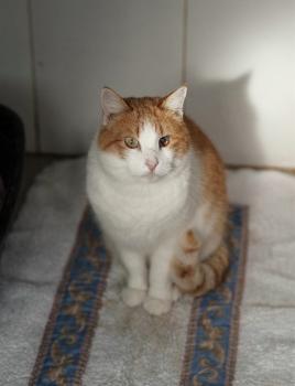 Nicolai Bild von Nicolai