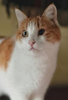 Nicolai Bild von Nicolai