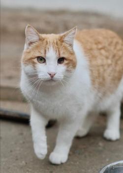 Nicolai Bild von Nicolai