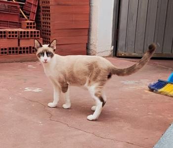 Shanti Bild von Shanti