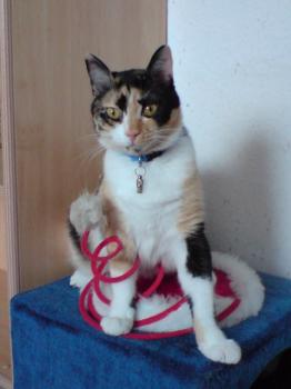 Kira Bild von Kira