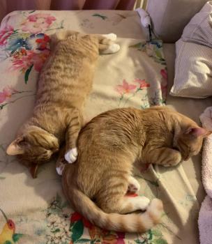 Oswald Bild von Oswald