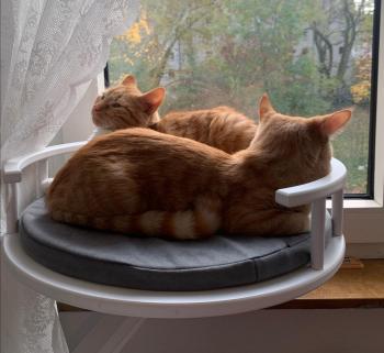 Oswald Bild von Oswald