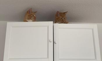 Oswald Bild von Oswald