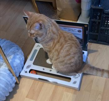 Oswald Bild von Oswald