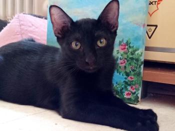 Lucio Bild von Lucio