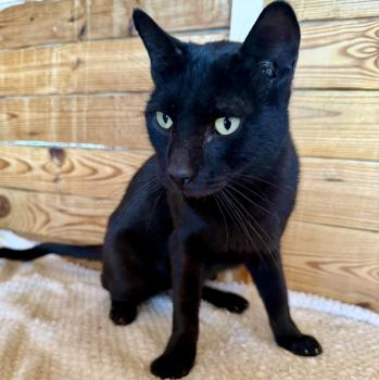 Blacky Bild von Blacky