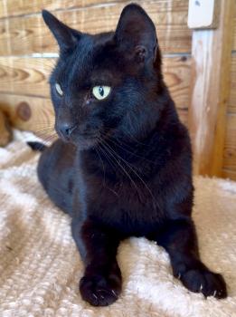 Blacky Bild von Blacky