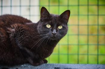 Maraxe Bild von Maraxe